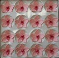 Csónakorchidea nagy - világos rózsaszín pink középpel / KARTON