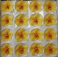 Csónakorchidea nagy - sárga narancs színű középpel / KARTON